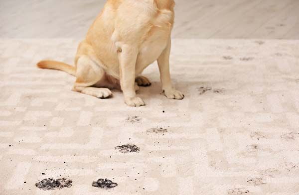 Pet Stain Odor Removal in Bakersfield