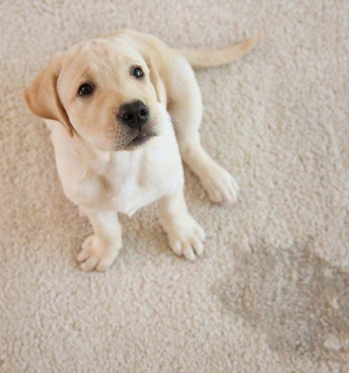 Pet Odor and Stain Removal Coupons in Bakersfield